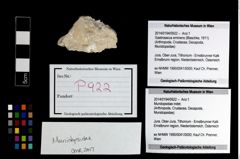 Foto (Objekt + Etikett) von Mundopsidae indet.  (NHMW-GEO-2014-0194-0922)